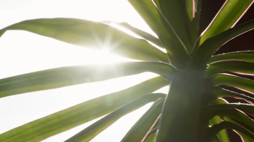 The sun shines brightly through the leaves of a tropical plant