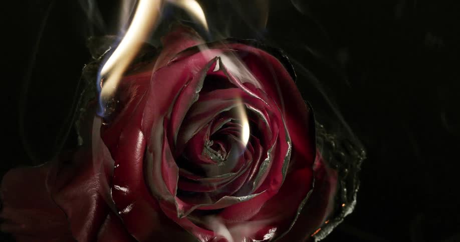 Flames consume rose releasing smoke as the petals char