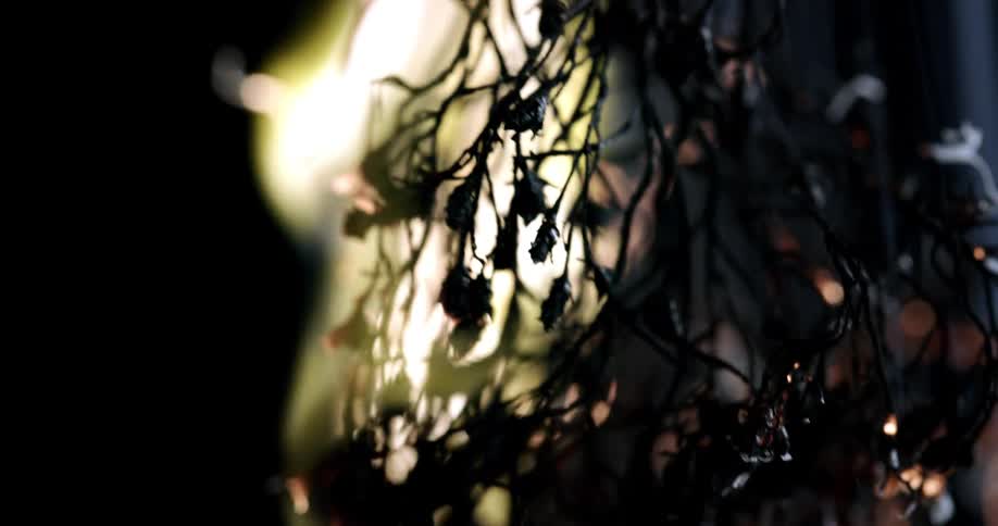 A small plant on fire