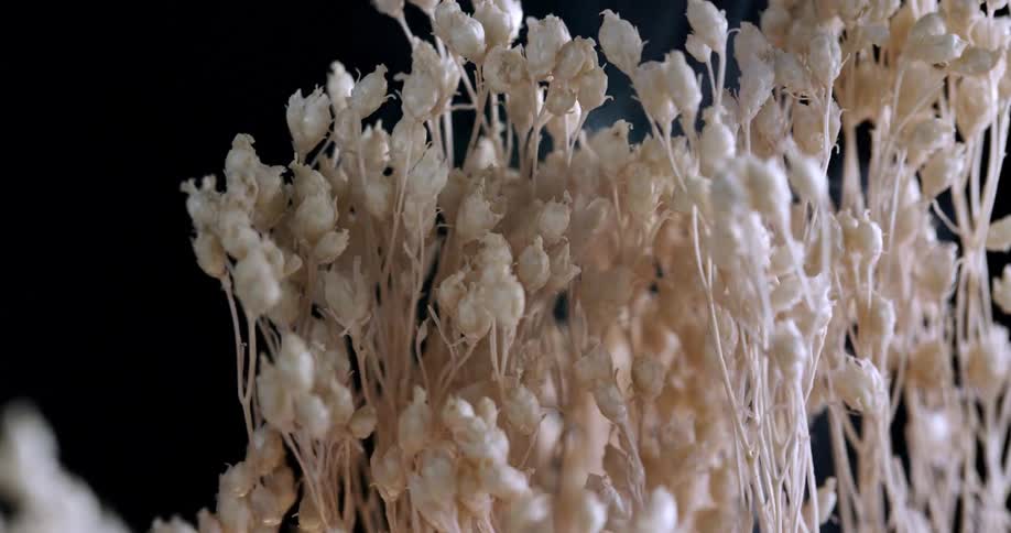 Close up of white dried flowers burning