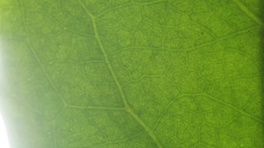 Sunlight shines behind a large green leaf