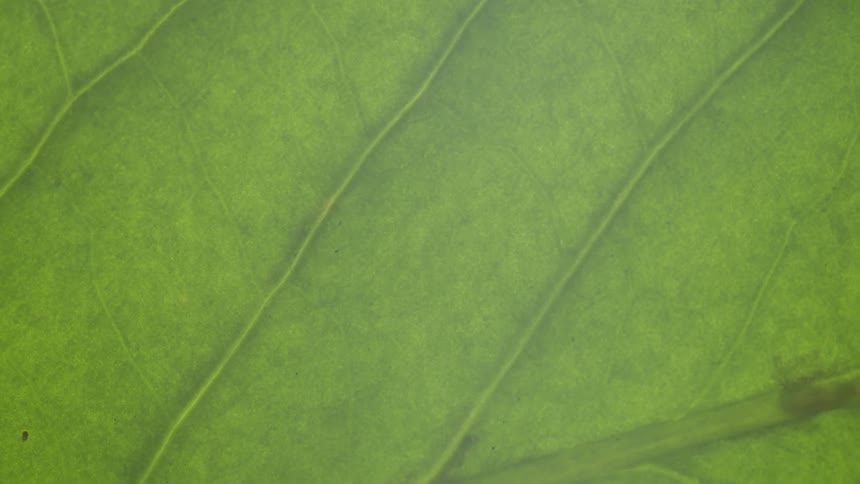 Close up of green leaf with the veins and midrib