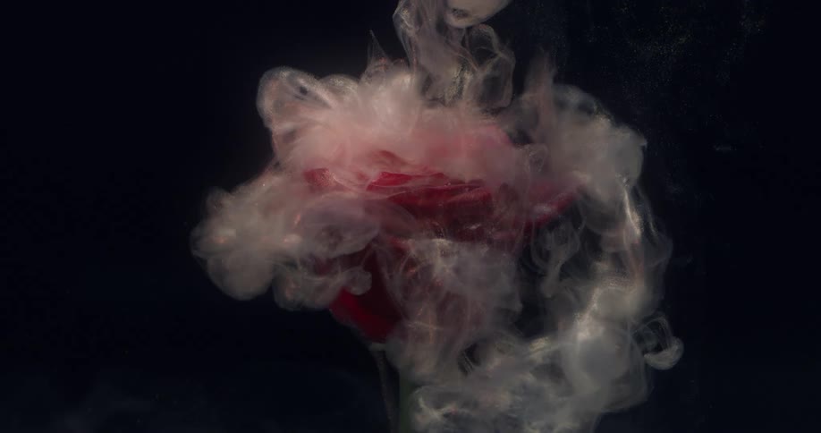 A red rose covered in smoke