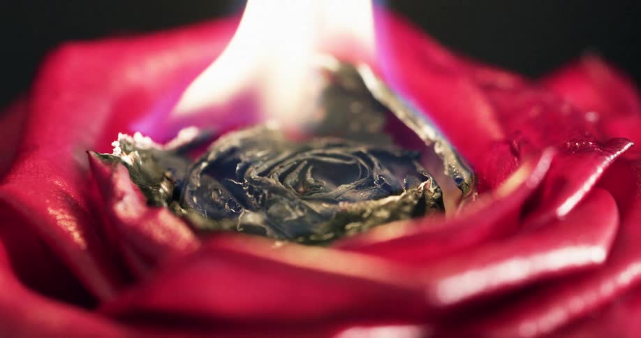 Closeup of a flower on fire