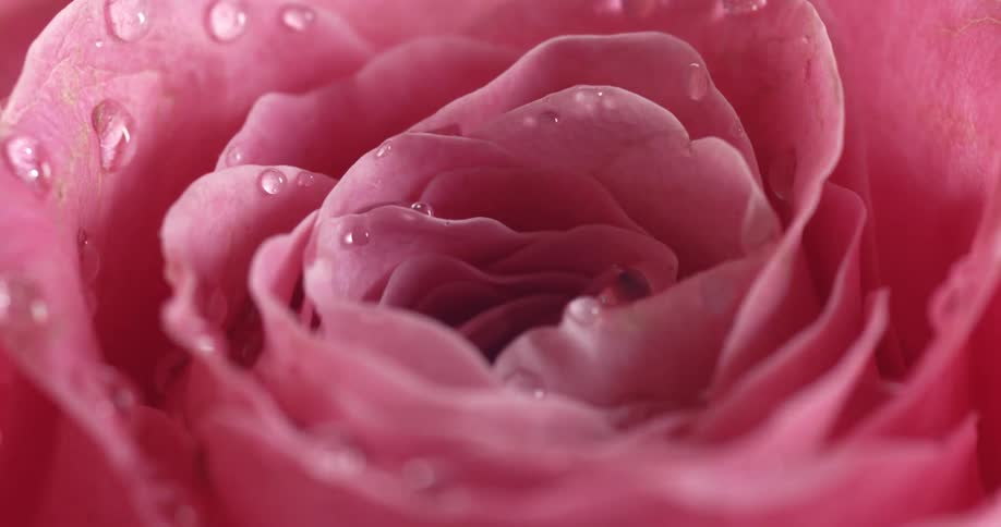 Water droplets on the petals of a pink rose