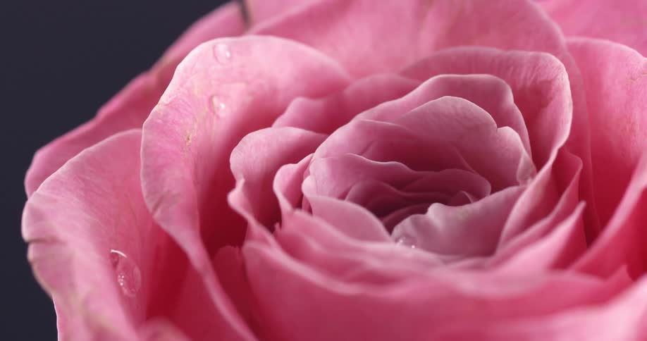 Droplets of water on a pink flower