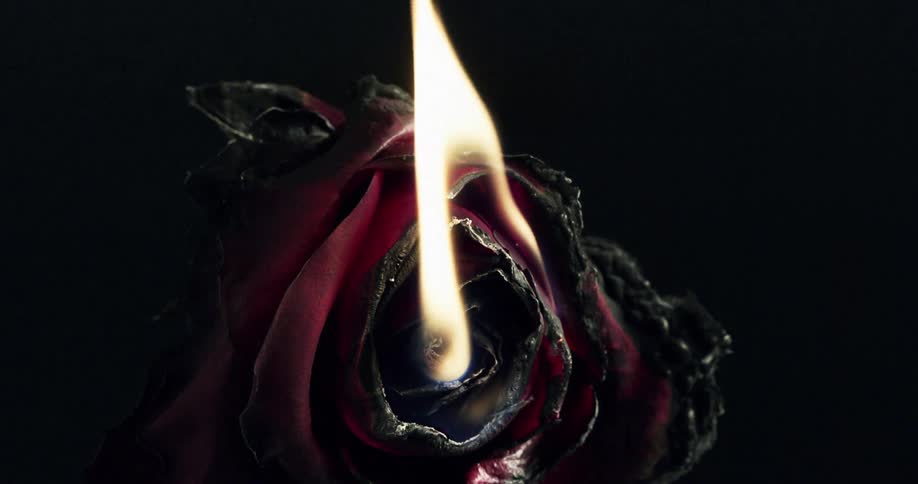 The rose is burning up