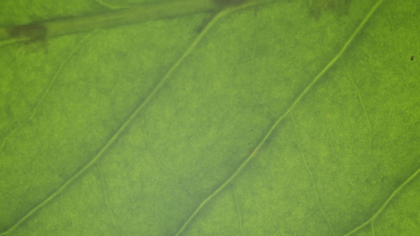 Closeup of a green plant leaf