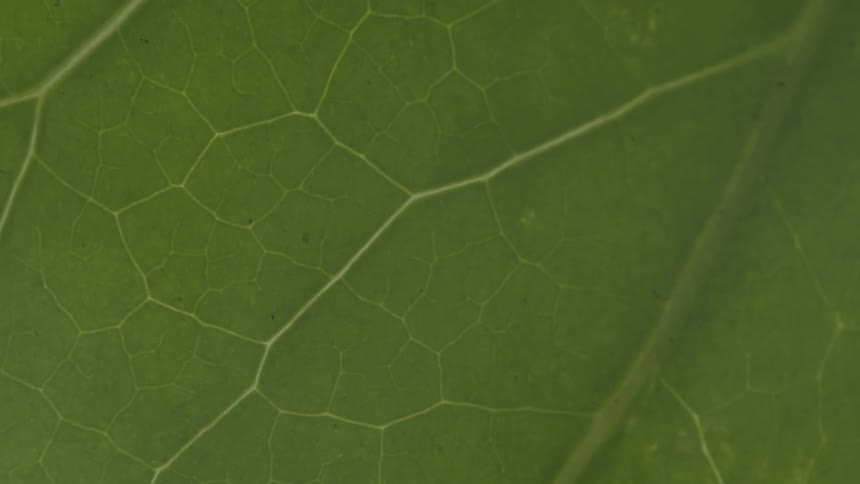 Light illuminates a closeup of the surface of a healthy green plant leaf
