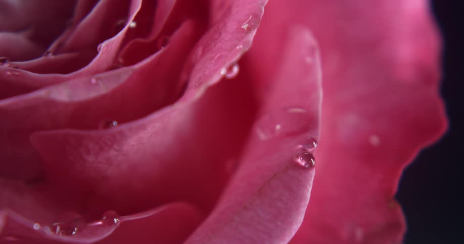 Water drops all over the rose