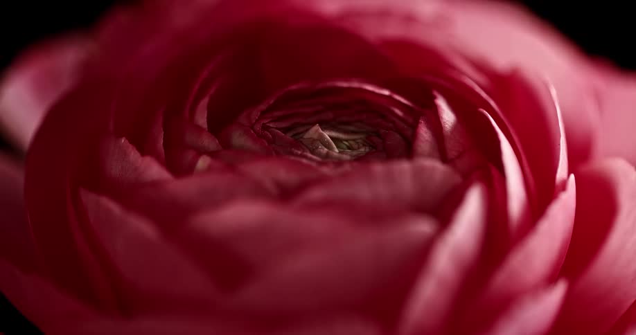 The flower is red