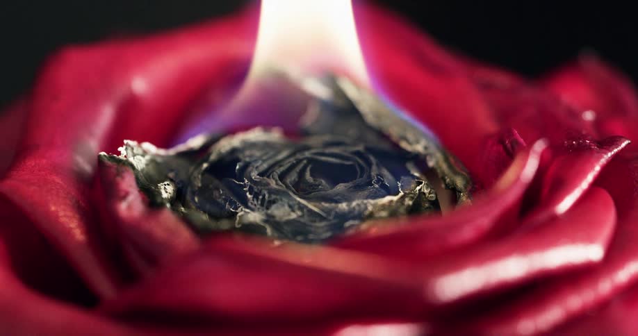 The red rose is on fire