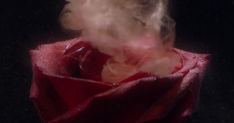 White liquid ink falls on the petals of a submerged rose