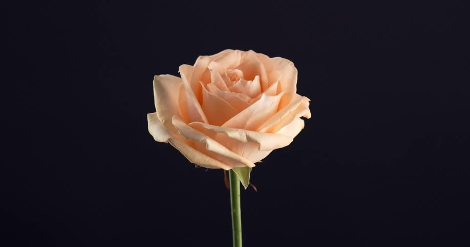 A still orange flower at night