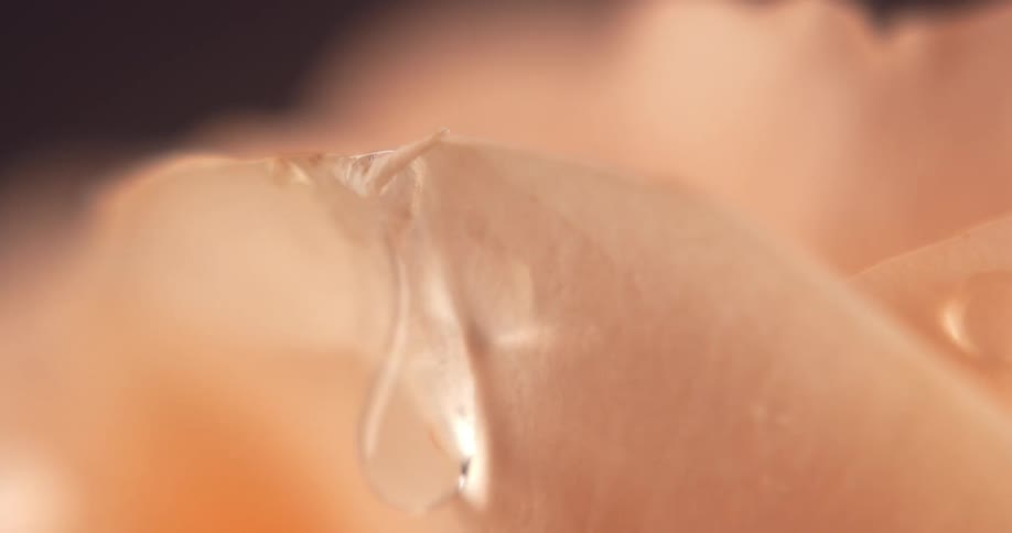 Water droplets fall over the petal of a pink rose