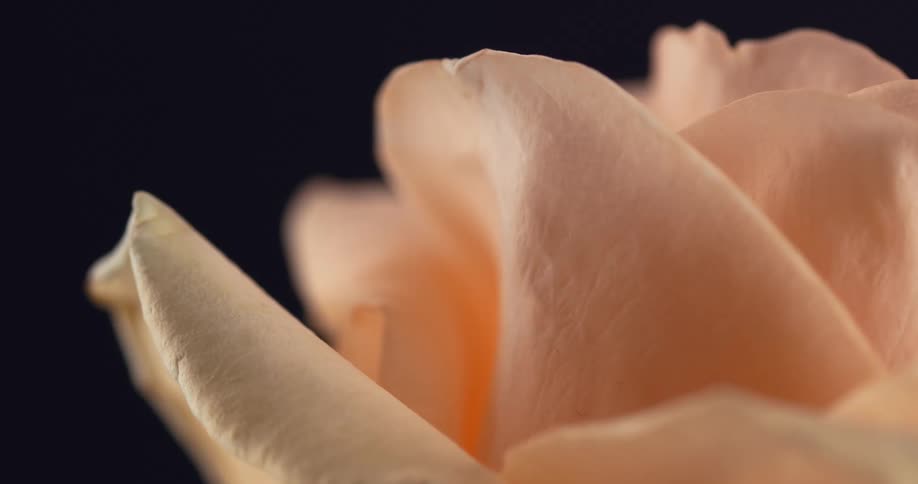 Peach petaled flower contrasts with black background