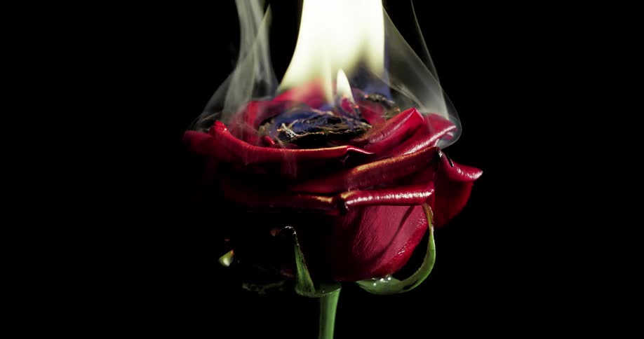 Close up of a red rose on fire against a black background