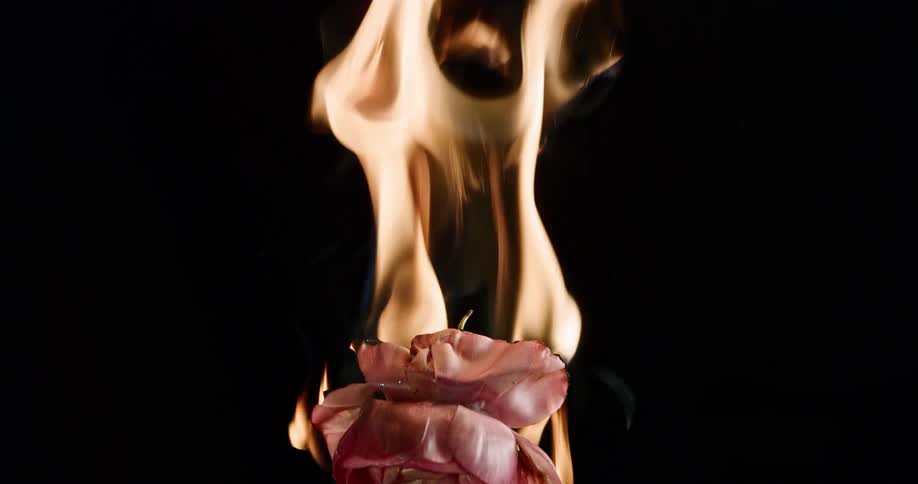 A red flower on fire in the dark environment