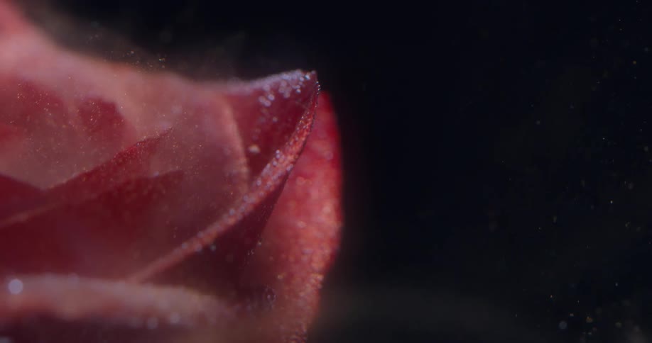 Smoke covers the red flower