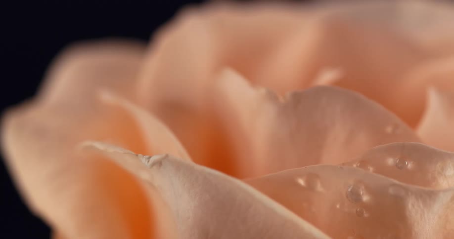Water drops fall on rose petals