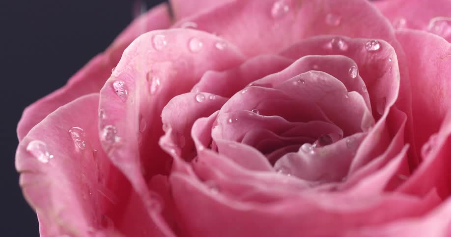 Close up of water droplets falling over the petals of a pink rose
