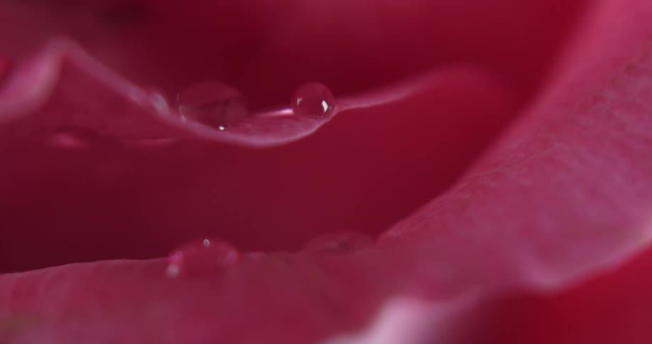 Pink rose petals and water drops