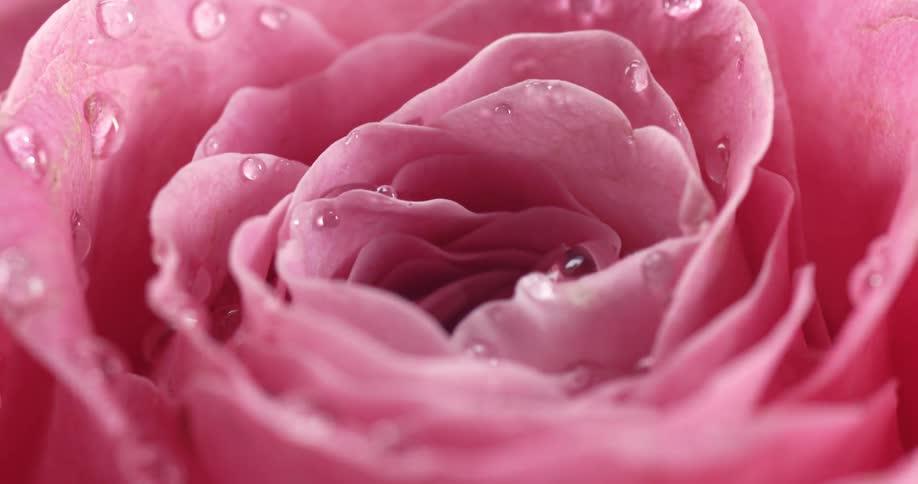 A flower with several pink petals filled with water drops