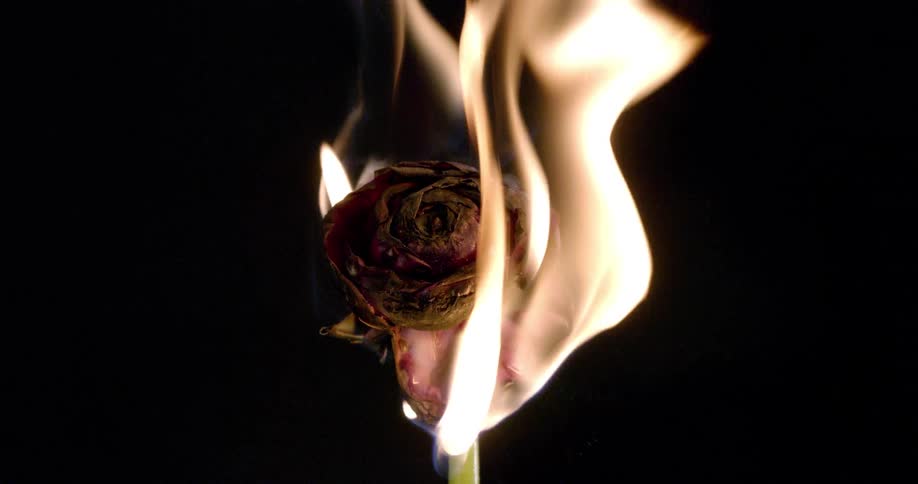 Flames consume a rose against a dark background