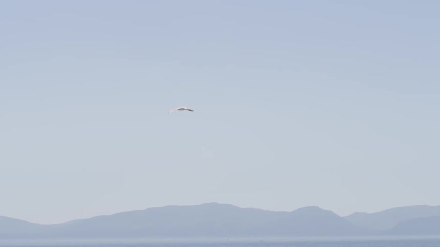 A bird flies in the sky ahead