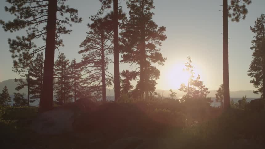 The sun is setting behind the trees ahead