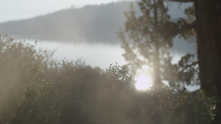 Fog creeps over these bushes before a lake