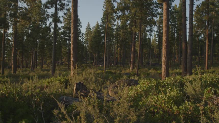 A forest is filled with many trees and tall grass