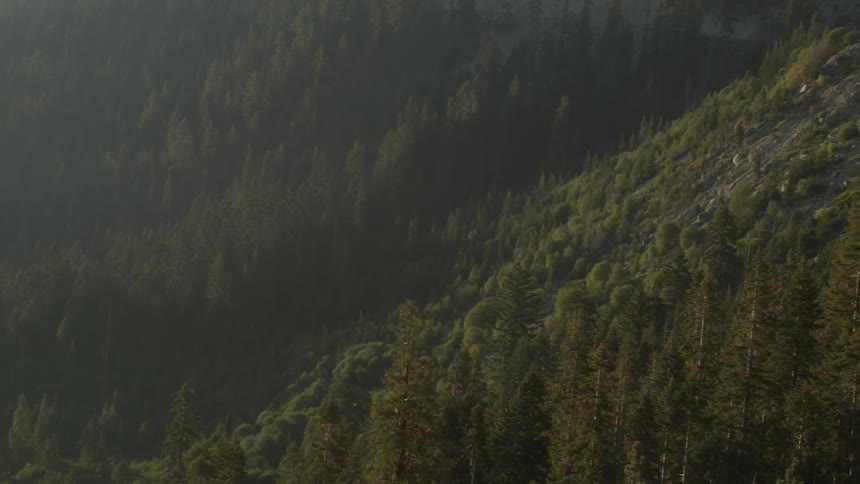 A mountain is covered with trees