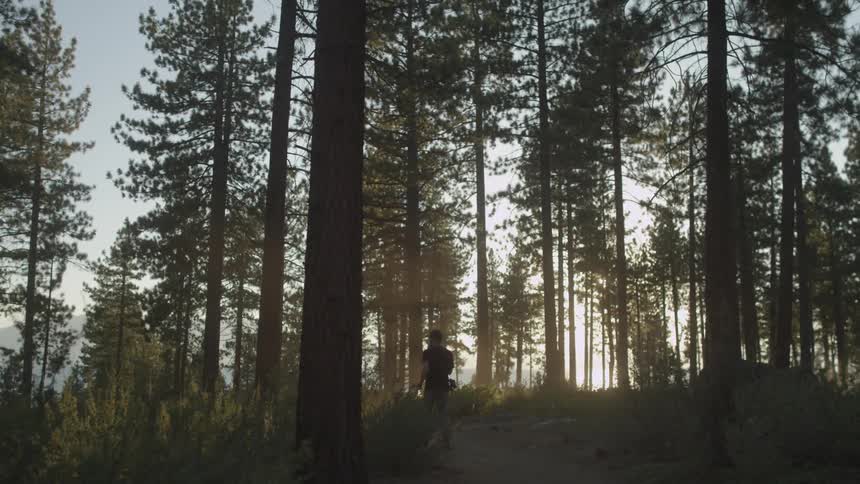 A man is hiking in a forest with tall trees
