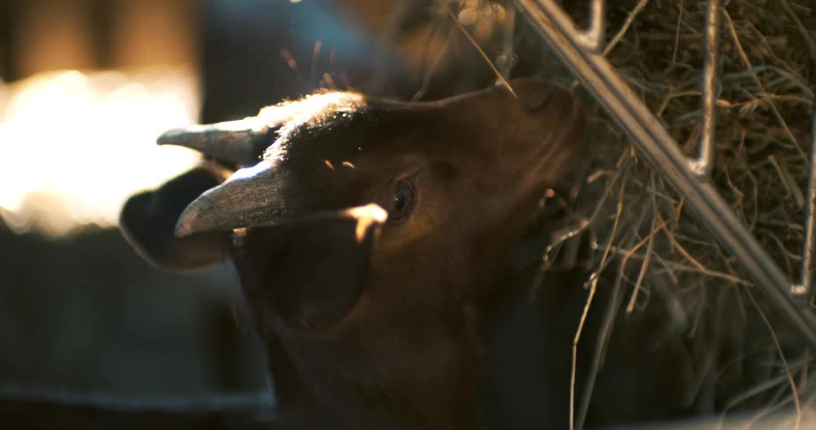 A brown goat eats hay