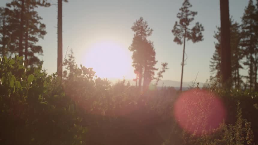 Sunlight glaring through trees