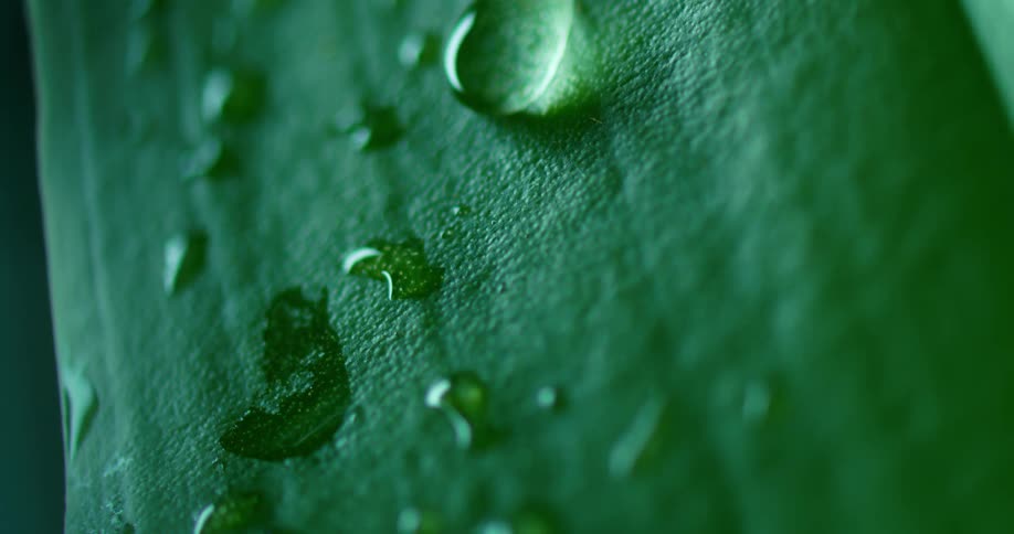 Light shines on a water droplet as it drips on a plant