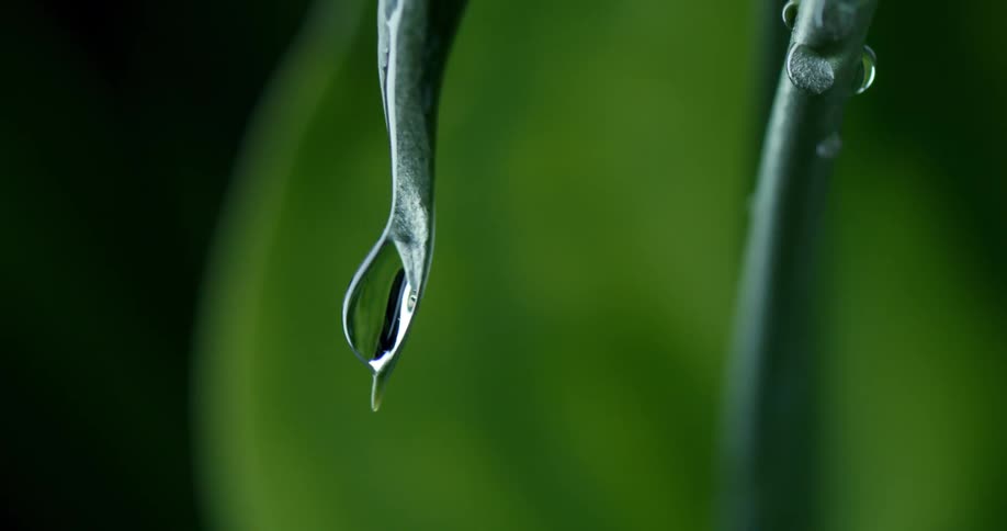 A drop of water running down the plant