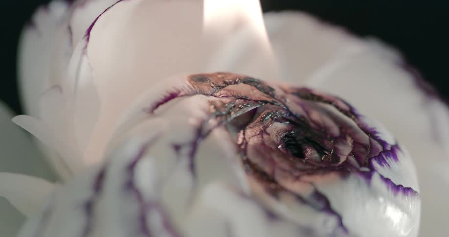 The white flower with the purple tips is on fire and the center of it is charred with a flame coming off of it