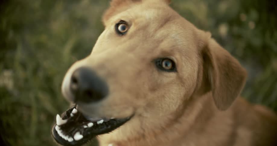 A dog looks up and barks excitedly