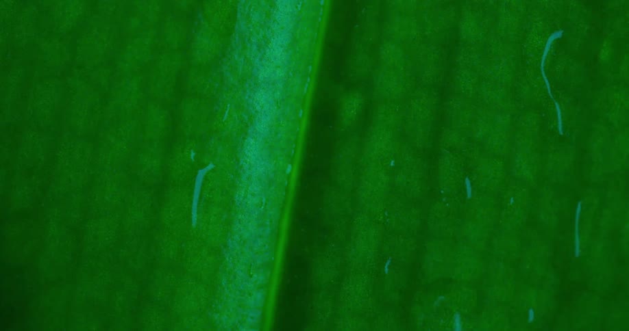 Water drops on a leaf