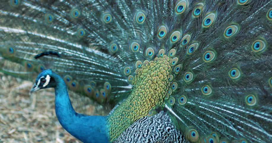 The peacock prances around