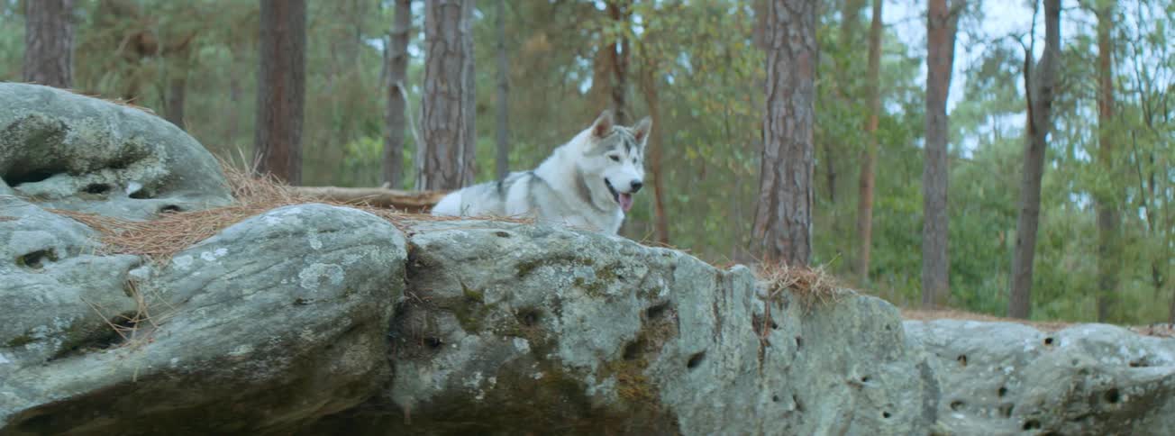 The wolf is laying on the rock cliff looking around with the trees behind it