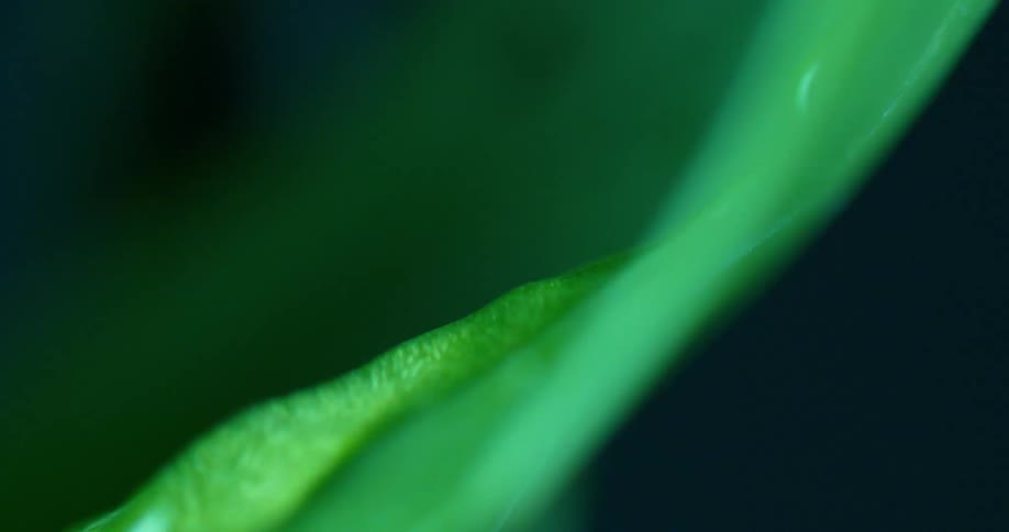 The water slides down the leaf