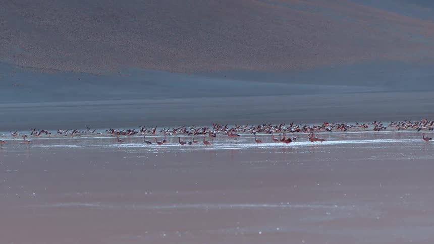 A flock of birds moves along a shallow body of water in front of steep sparse banks