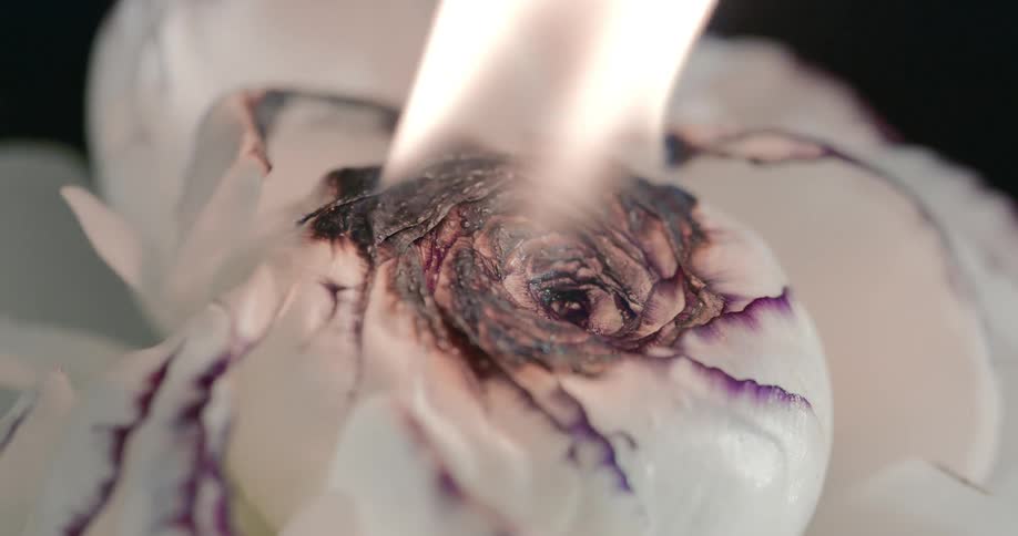A flower bud on fire