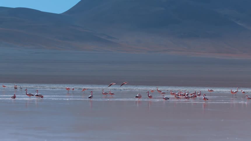 A group of flamingos by the shore of a sea