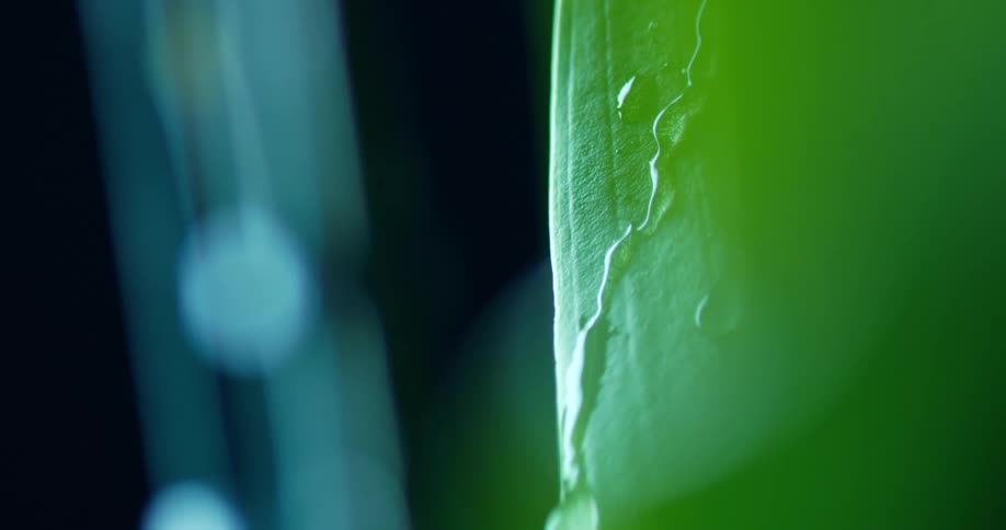 Water drips down the plant