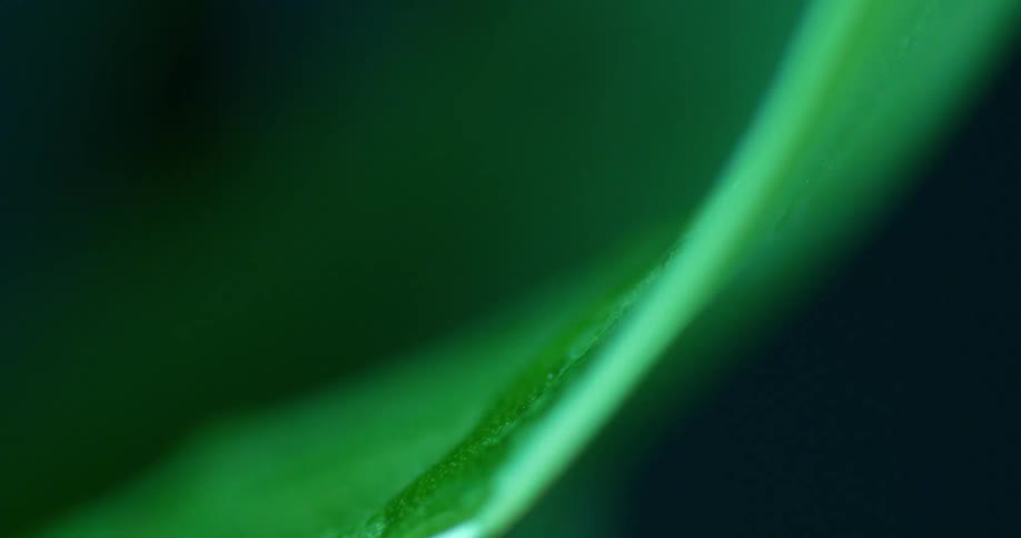 Extreme close up of water drops falling over a leaf outdoors during day time
