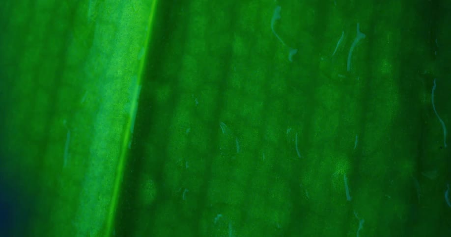 Extreme closeup of a droplet falling and gliding on a green leaf
